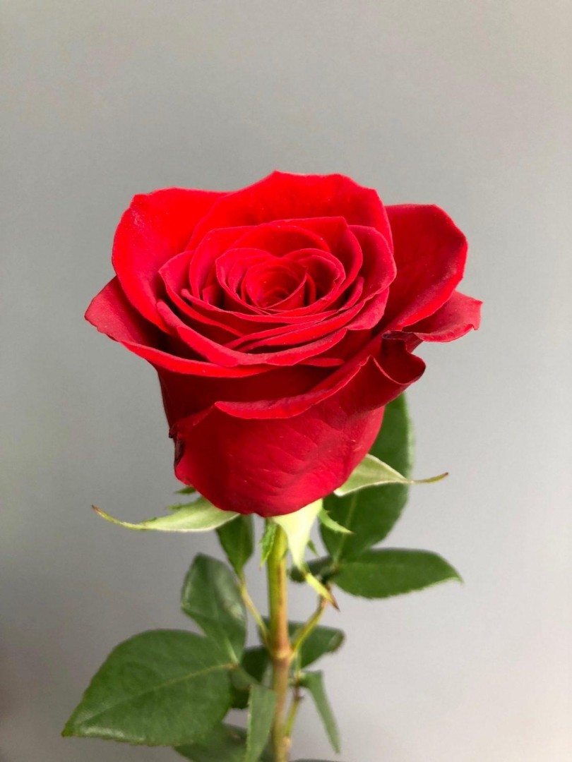 Роза сорта Фридом 70 см. Доставка цветов в Рязани - Вальс Цветов